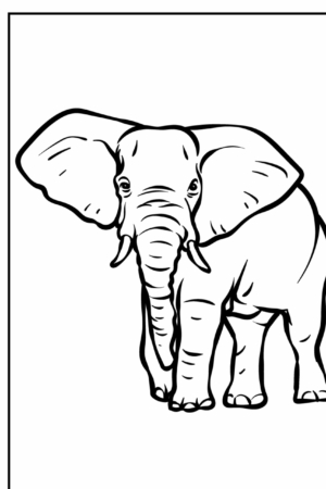 Desenho de um elefante com grandes orelhas para colorir.