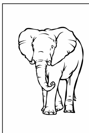 Desenho para colorir de um elefante de frente com tromba curva.