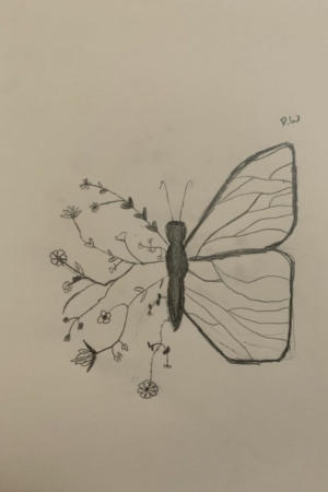 Um desenho a lápis de uma borboleta em transição para flores e galhos no lado esquerdo de sua asa. A asa direita está intacta. O esboço é assinado "P.W." no canto superior direito. Para Desenhar