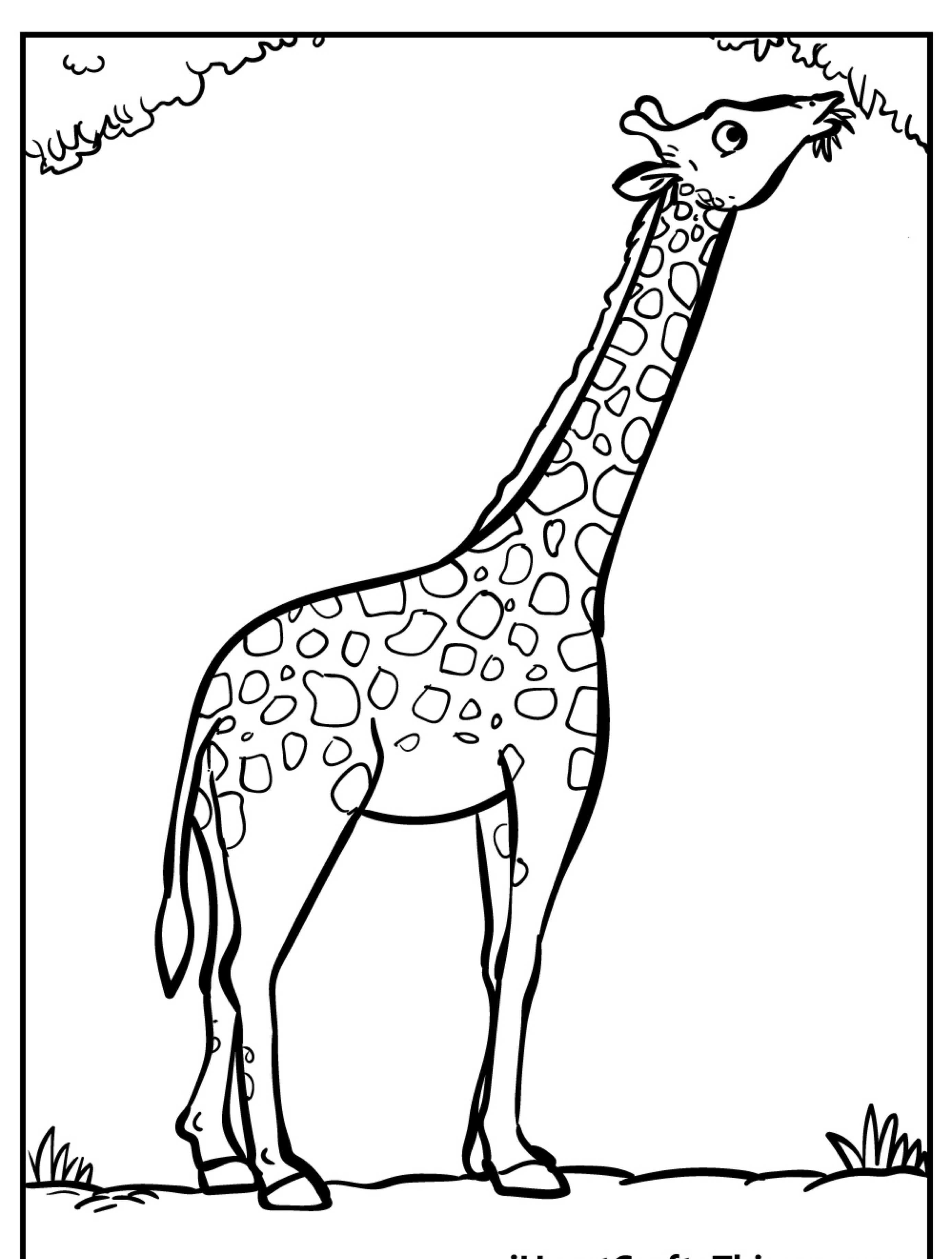 Uma girafa em pé e esticando o pescoço para cima para comer folhas de um galho de árvore em um desenho em preto e branco, perfeito para quem gosta de colorir.
