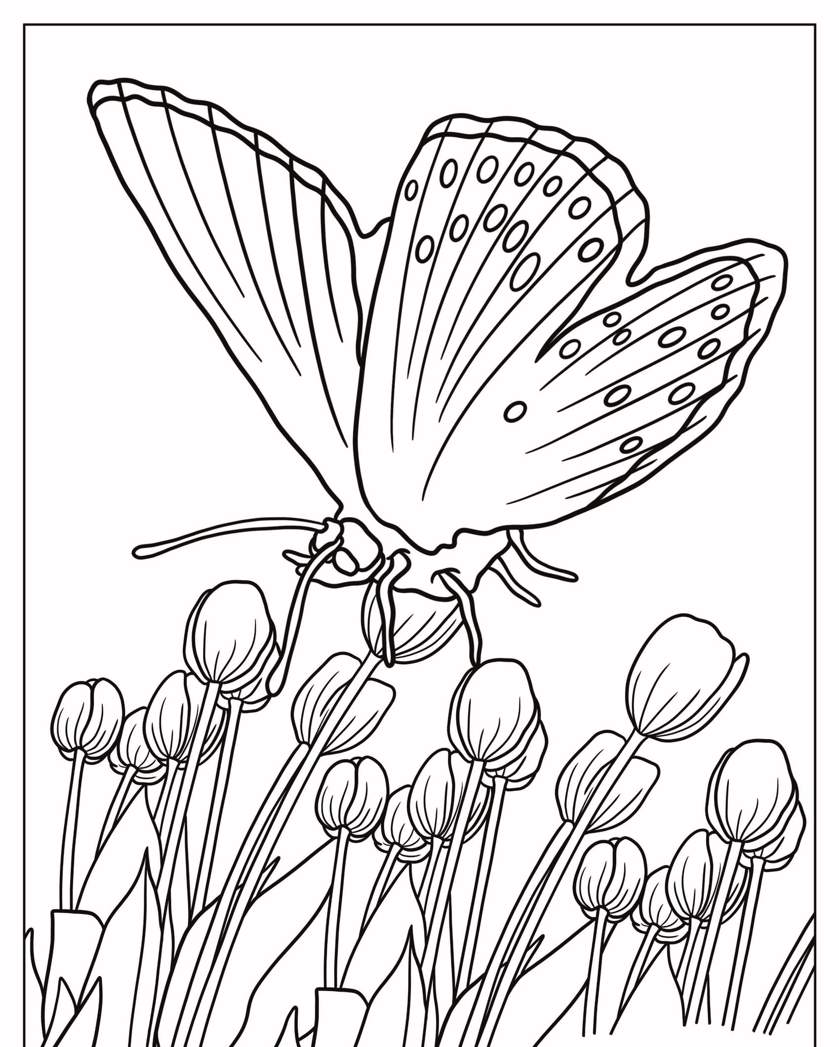 Uma borboleta repousa sobre botões de flores nesta ilustração detalhada de desenho para colorir. Para Colorir.