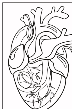 Desenho em preto e branco da anatomia de um coração humano, mostrando várias artérias e veias, perfeito para colorir. Para Colorir.