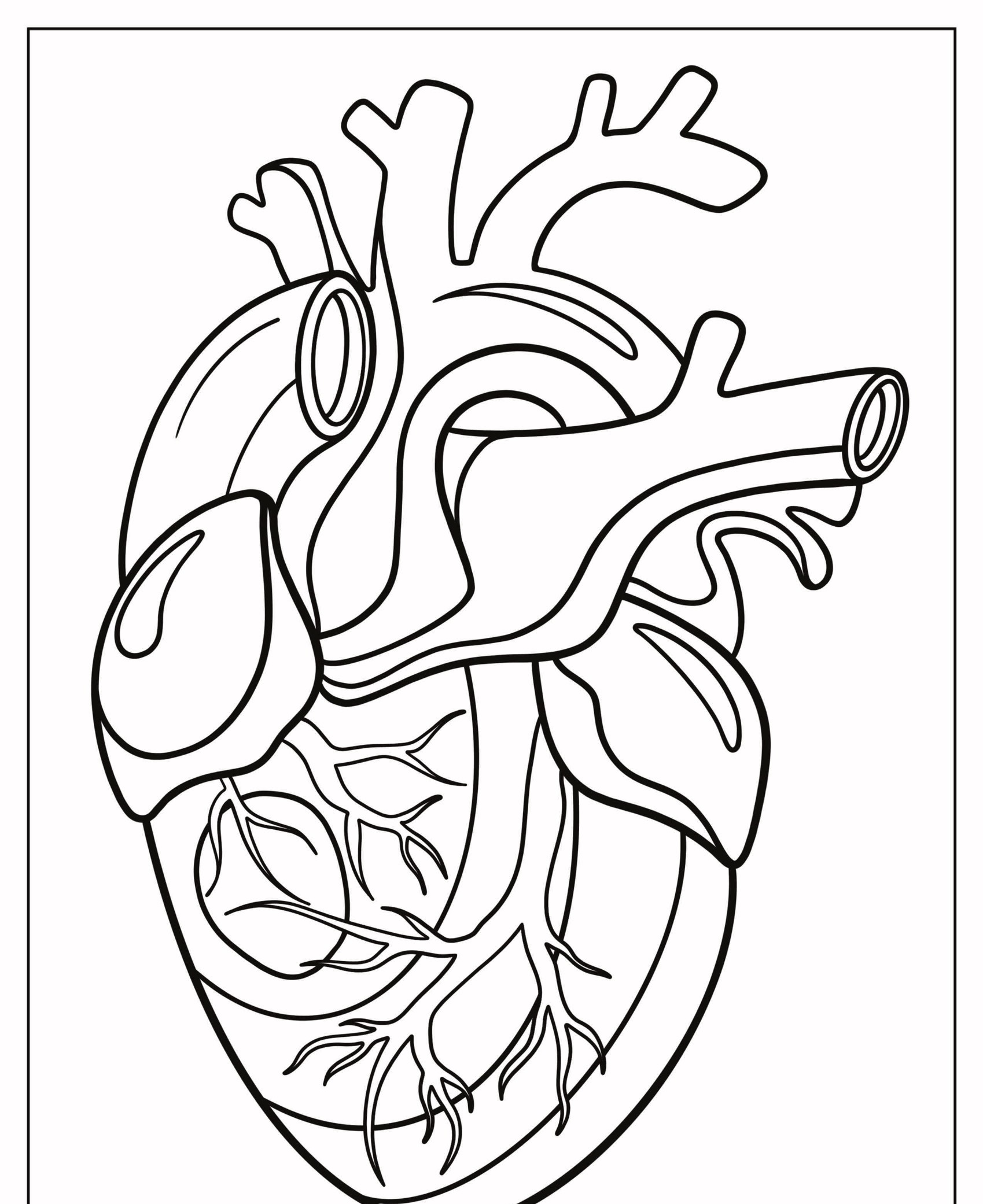 Desenho em preto e branco da anatomia de um coração humano, mostrando várias artérias e veias, perfeito para colorir. Para Colorir.