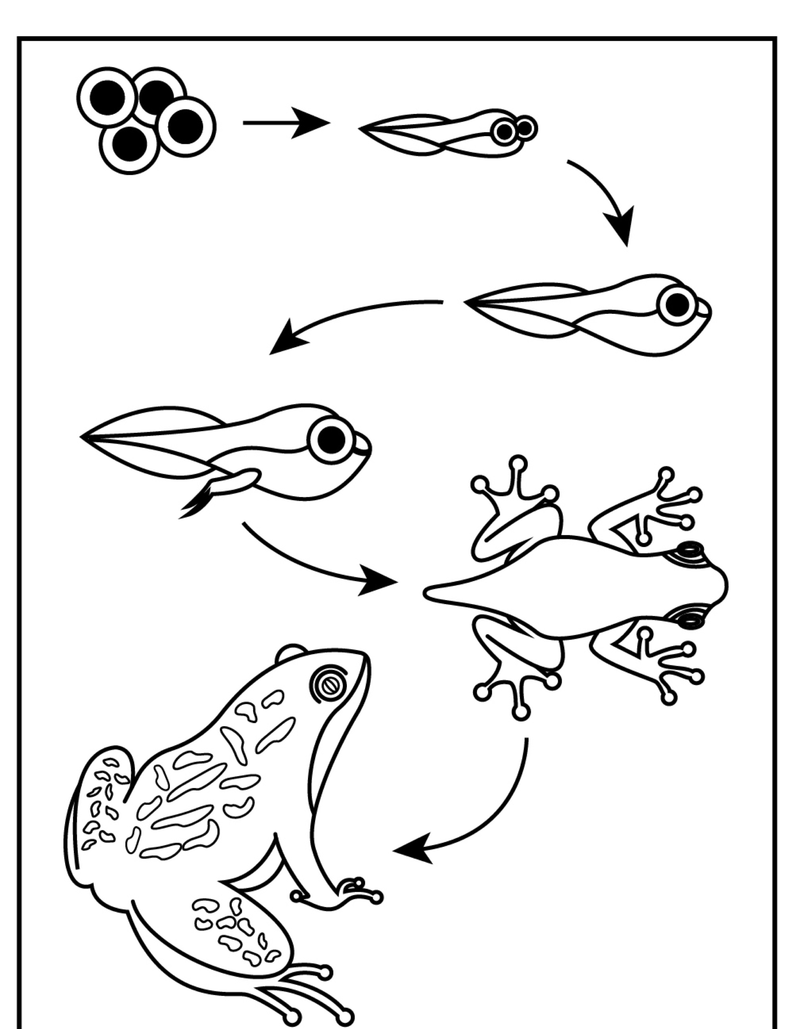 Desenho do ciclo de vida de um sapo: ovos, girino, girino com pernas, jovem sapo e sapo adulto. Ideal para colorir!