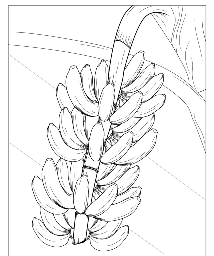 Ilustração esboçada de um cacho de banana pendurado em um caule com uma folha grande ao fundo, frutas perfeitas para colorir e imprimir.