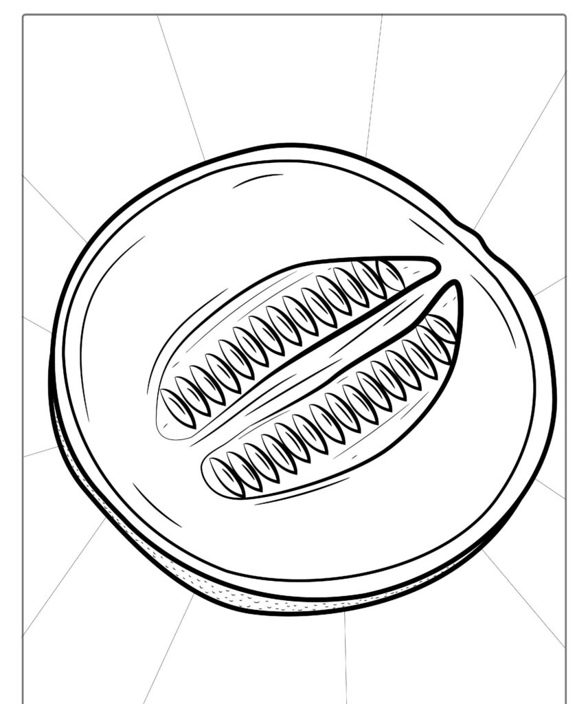 Desenho de frutas em preto e branco: ilustração de uma fatia de melão com sementes no centro, vista de cima, pronta para colorir ou imprimir.